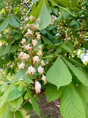 Конский каштан голый – дерево и древесина – Aesculus glabra