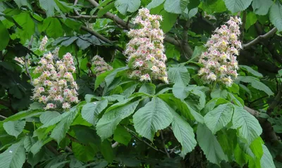 Конский каштан обыкновенный (Aesculus hippocastanum L.)