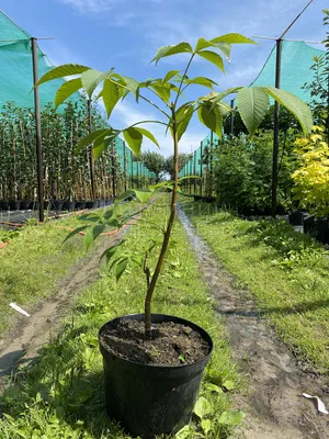 Коллекционный объект БСИ ДВО РАН: Aesculus hippocastanum (Конский каштан  обыкновенный)