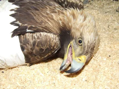 Поволжские браконьеры отметили международный День птиц стрельбой по орлам