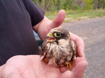 Кобчик (Falco vespertinus). Птицы Казахстана.