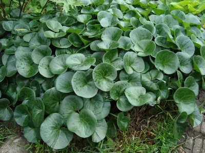 Копытень европейский (Asarum europaeum)