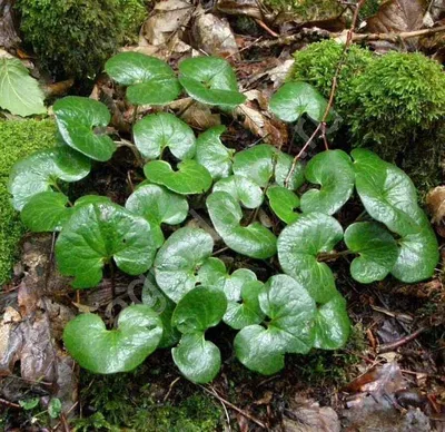 Копытень европейский (Asarum europaeum)