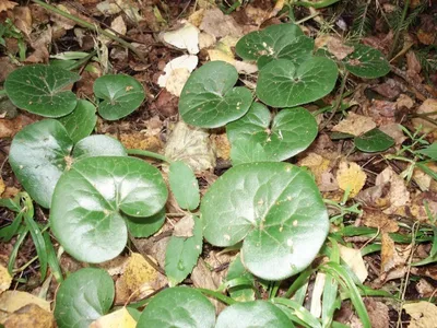 Копытень европейский (Asarum europaeum)