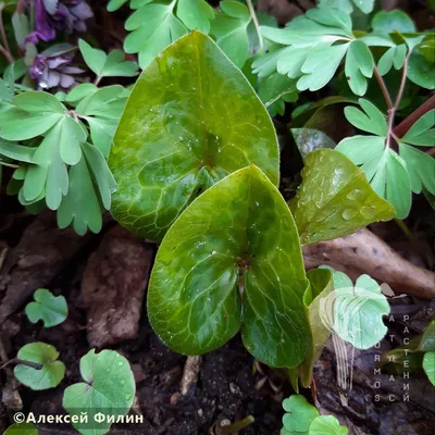 Копытень европейский - Копытень - Травянистые растения для открытого грунта  - GreenInfo.ru
