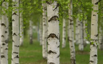 Кора берёзы, растущей на ветробойном участке