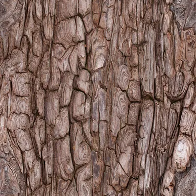 Красивая Кора Ели На Дереве Фон — стоковые фотографии и другие картинки  Pinaceae - Pinaceae, Абстрактный, Архивный - iStock