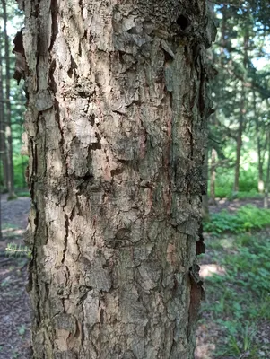 кора ели крупным планом. отшелушивающая кора дерева. световой градиент.  текстура с естественной структурой Стоковое Фото - изображение  насчитывающей сосенка, изготавливание: 222604668