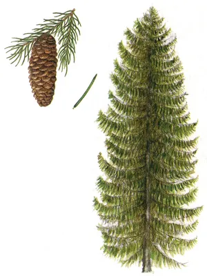 Ель аянская – Picea ajanensis Fisch. ex Carr. / Женьшень