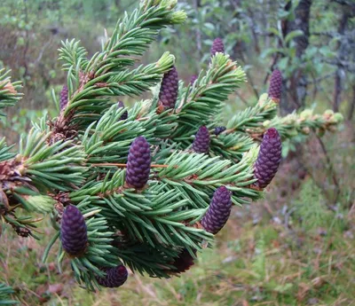 В национальном парке Алутагузе произрастает редкая толстокорая ель |  Looduskalender