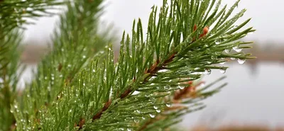 Ель обыкновенная – Picea abies L. H.Karst. | Отдел «Ботанические экспозиции»
