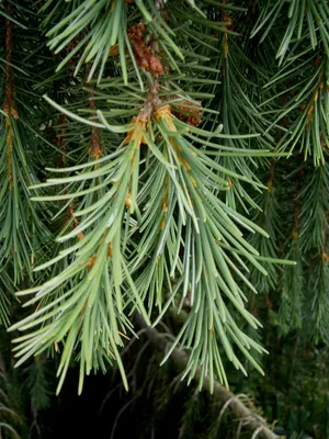 ЕЛЬ СЕРБСКАЯ (PICEA OMORIKA) — НКО \"NORD-NUC\"