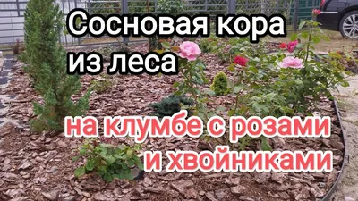 Кора лиственницы купить в Москве недорого