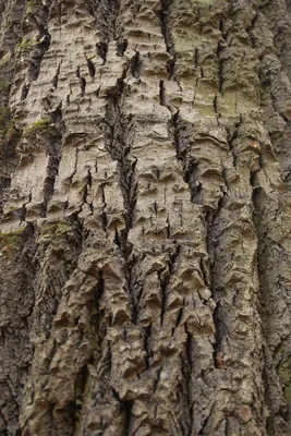 Целебные свойства осины | Преимущества осиновой древесины