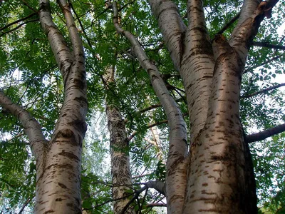 Шаговым Швом И Кора Китайской Белыйягода Рябина Sorbus Glabrescens —  стоковые фотографии и другие картинки Азиатская культура - iStock