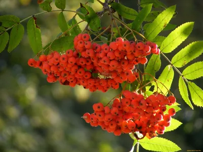 Древесина Рябина (Sorbus aucuparia) - купить в интернет-магазине Лесопилка  Юркова!