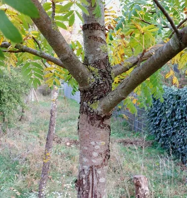 Рябина гибридная 'Dodong' – купить в питомнике Chelsea Garden