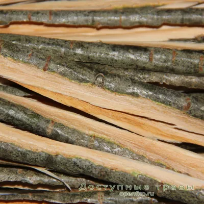Фотография Рябина обыкновенная (Sorbus aucuparia) Фактура коры | Фотобанк  ГеоФото/GeoPhoto | GetImages Group