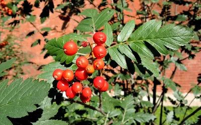 рябины обыкновенной (Sorbus aucuparia)