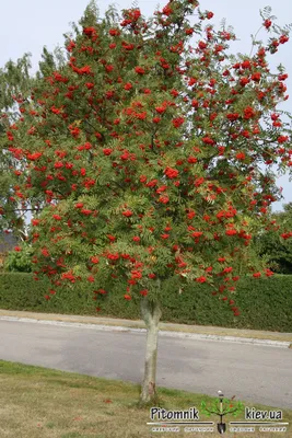 Рябина обыкновенная/Sorbus aucuparia С5/100-140 — цена в Оренбурге, купить  в интернет-магазине, характеристики и отзывы, фото