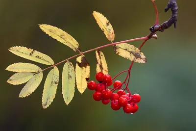 Рябина дуболистная (падуболистная) Sorbus quercus - купить декоративные и  хвойные растения с доставкой по Украине в магазине Добродар