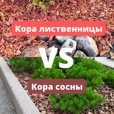 Кора Сосны средняя