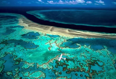 Коралловое море фото фото