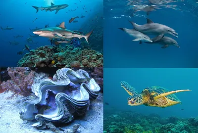 Удивительное Коралловое море | Александр Максимов | Дзен