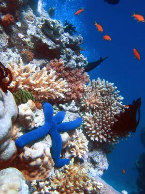 Фото Кораллового моря (101 фото)