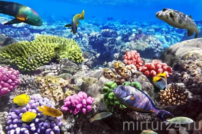 Коралловое море - 65 фото