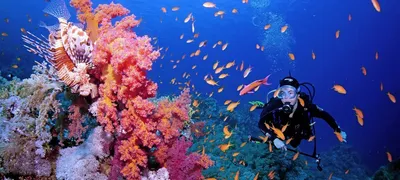 Коралловое море: красота и разнообразие в одном месте» — создано в Шедевруме