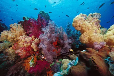Риф Коралловое море, Stock Footage Включая: подводный и коралловый - Envato  Elements