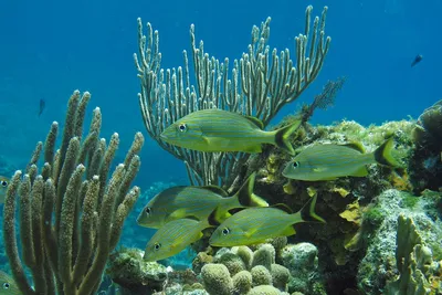 Коралловые рифы нуждаются в нашей помощи | Новости ООН