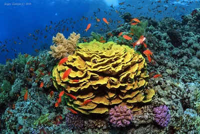 Самые удивительные коралловые рифы - Фотохронограф