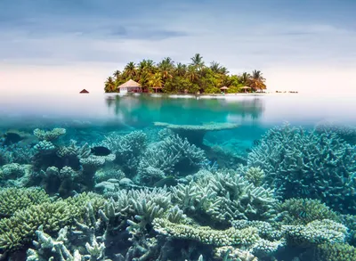 коралловый риф и тропические рыбы филиппины подводное коралловое море Фото  Фон И картинка для бесплатной загрузки - Pngtree