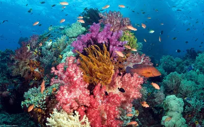 Коралловое море: где оно находится, рельеф и геологическое строение дна,  климат, хозяйственное значение водоёма