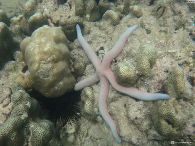 Коралловые острова Пхукета (Coral and Bon Islands) - We travel in ...