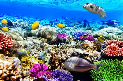 Кораллы красного моря фото фото