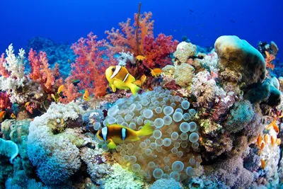 Коралловый риф Красного моря :: Ирина Приходько – Социальная сеть ФотоКто