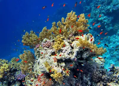Видео - подводный мир | Рыбы Красного моря