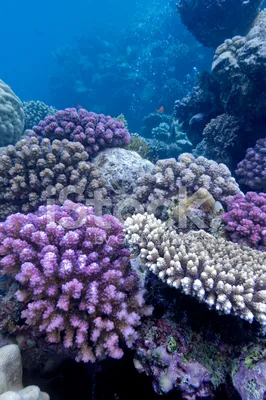 В Красном море начали пересаживать кораллы - YouTube