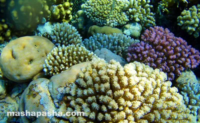10 интересных фактов о Красном море