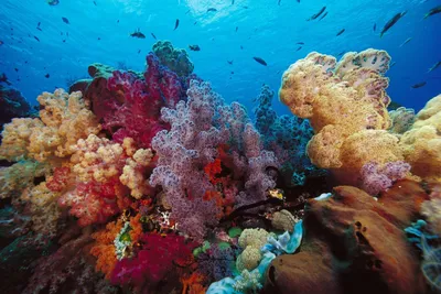 Фотообои \"Коралловые колонии. Красное море. Египет\" - Арт. 190024 | Купить  в интернет-магазине Уютная стена