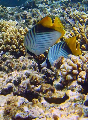 📷 Кораллы Красного моря. Фото 1