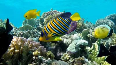 Коралловые рифы красного моря (56 фото) - 56 фото