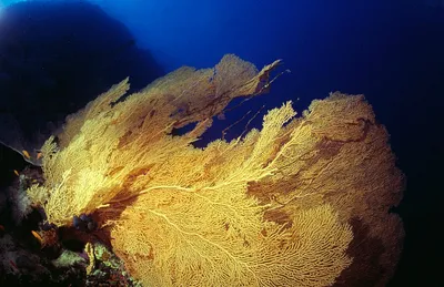 Подводный мир Макади, Красное море, Египет. Underwater World of Makadi,  Egipt 2015. (4K) - YouTube