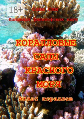 Живые и мертвые кораллы Красного Моря Стоковое Изображение - изображение  насчитывающей жить, риф: 208227115