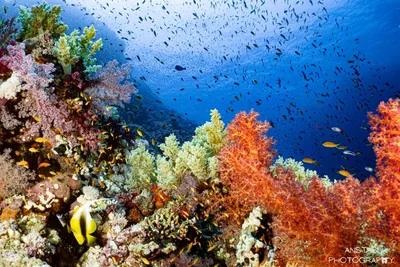Коралловые рифы Красного моря глазами…» — создано в Шедевруме