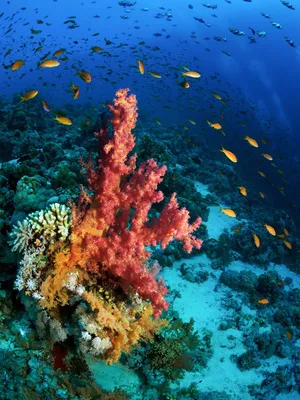 рыба и кораллы красного моря Стоковое Изображение - изображение  насчитывающей коралл, жителя: 264435531
