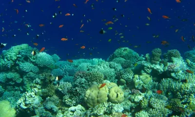 Правила безопасности в Красном Море, на берегу и в воде.